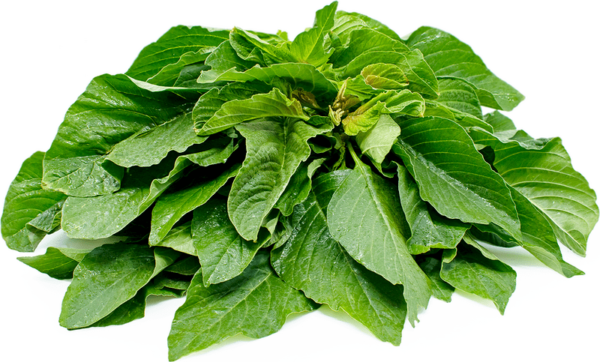 african spinach green