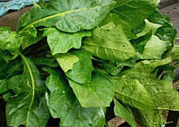 garden egg leaves that is akwukwo anara on sale