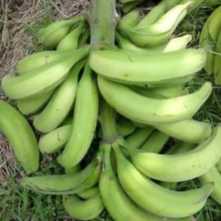 raw green plantain