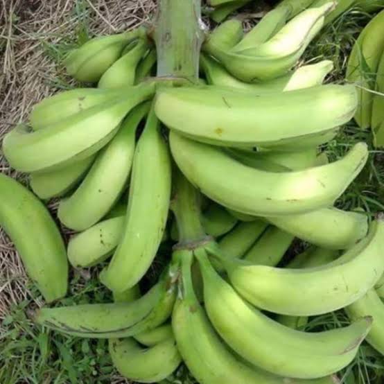 raw green plantain