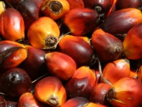 palm oil seed akwu