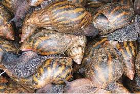 snail meat