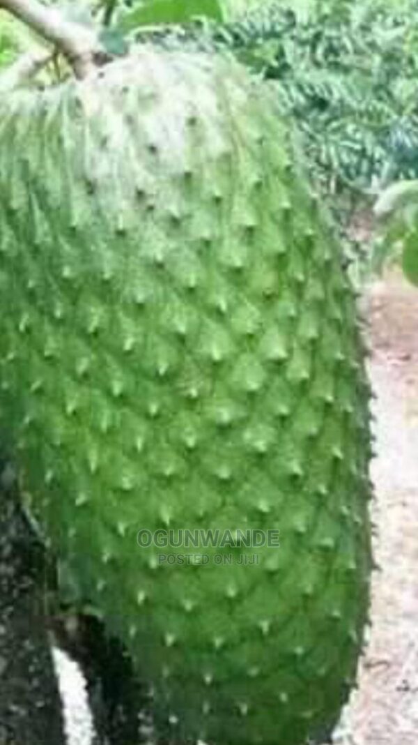 soursop fruit