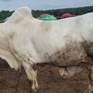 big cow
