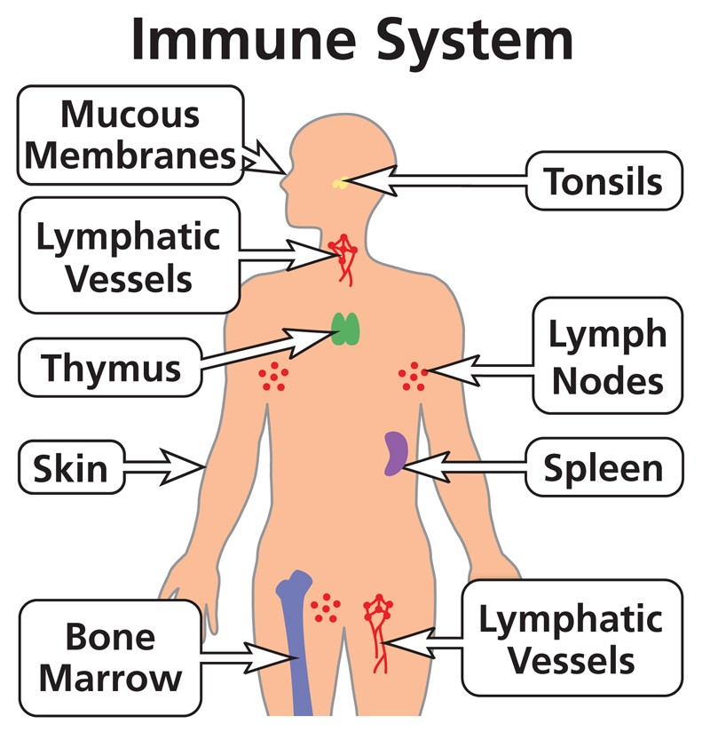 The essential foods that boost the immune system