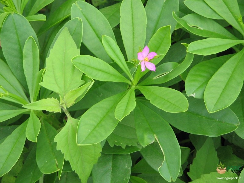 benefits of water leaf