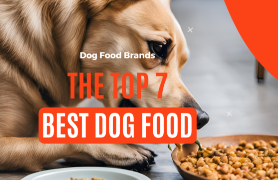 top dog food brands