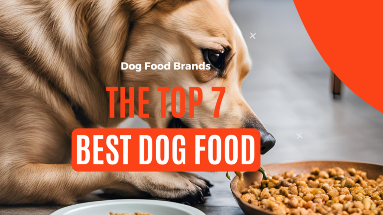 top dog food brands