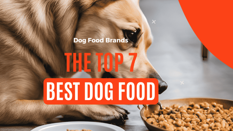 The top 7 best food dog brand in the UK