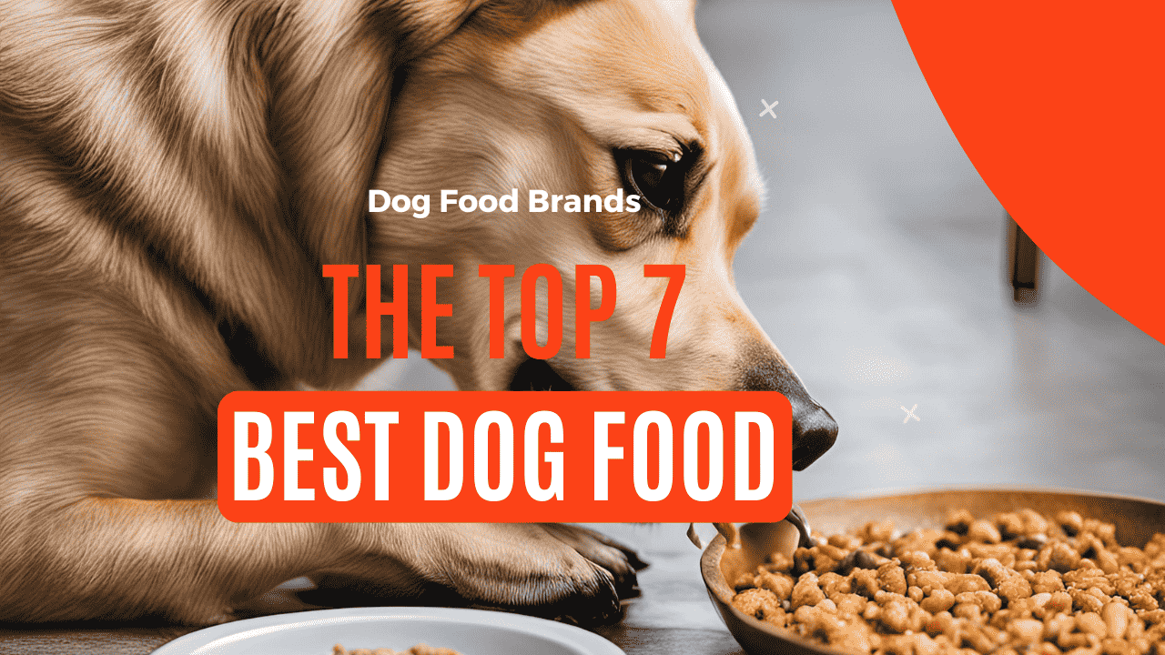 The top 7 best food dog brand in the UK