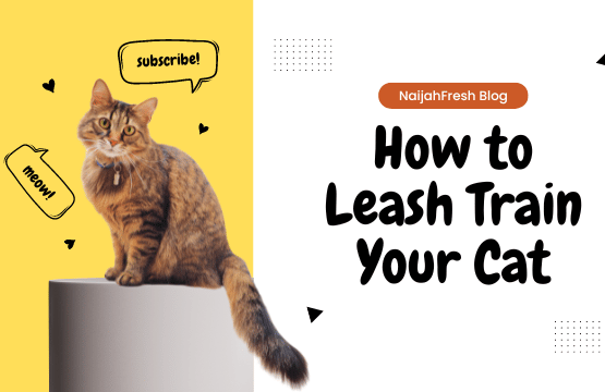 How to leash train your cat