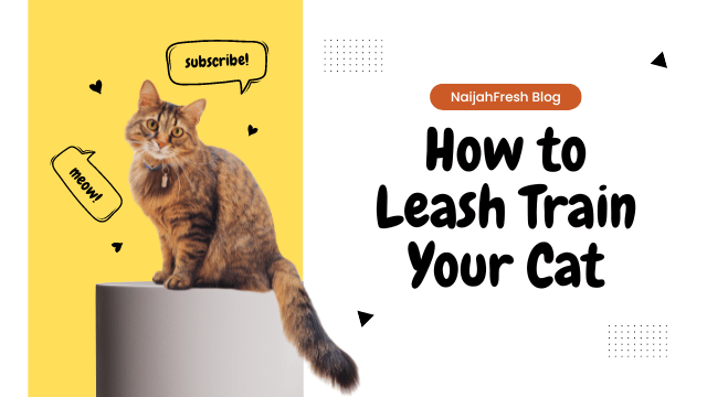 How to leash train your cat