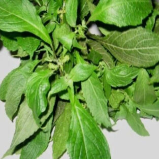 scent leaf