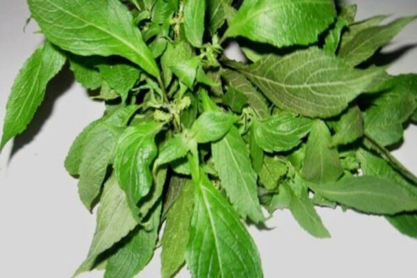 scent leaf