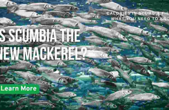 Scumbia fish origin