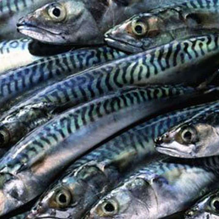 photo of scumbia fish